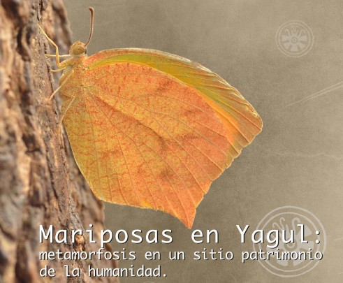 Mariposas en Yagul: metamorfosis en un sitio patrimonio de la humanidad
