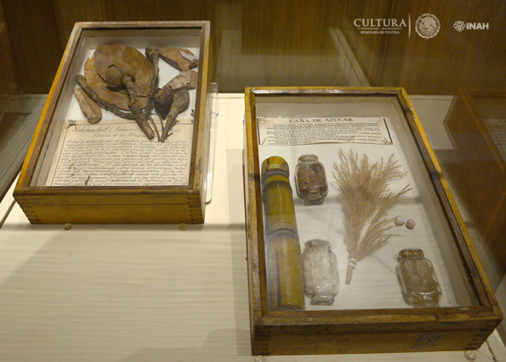 150 años de historia natural en México