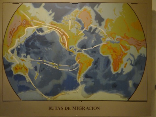 Sala 1. Rutas de migración