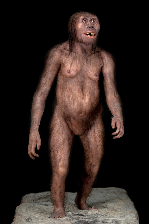 Torpe Transición frío Lugares INAH - Reconstrucción de Australopithecus Afarensis (Lucy)