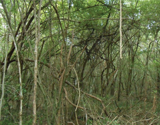 Selva Baja Caducifolia