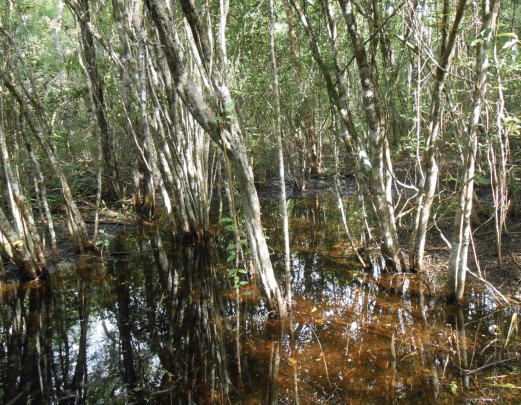 Selva Inundable