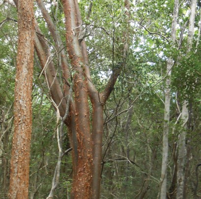 Selva Mediana Subcaducifolia