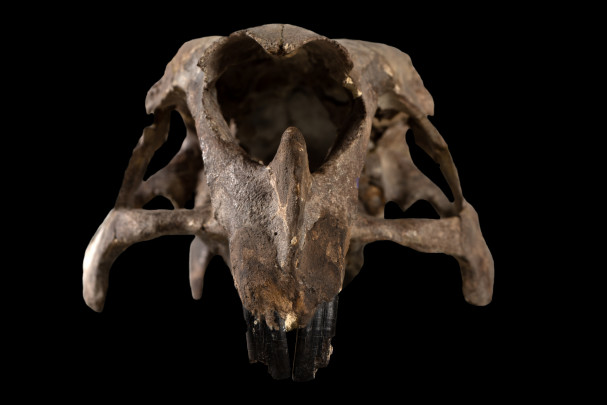 Cráneo de capibara