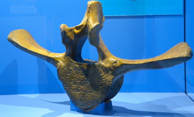 Vértebra fosilizada de Ballena