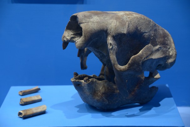 Cráneo de perezoso gigante