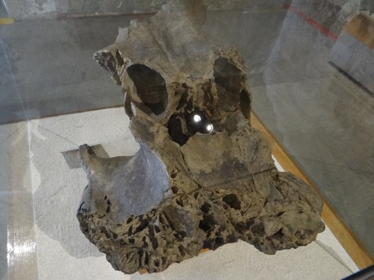 Fragmento de cráneo de mamut