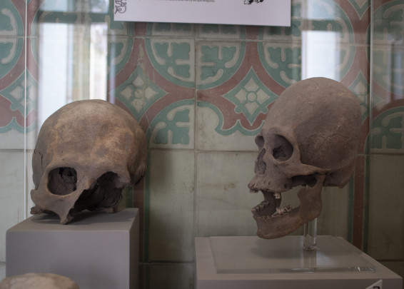 Cráneos humanos con deformación, encontrados en los campos, Aguascalientes
