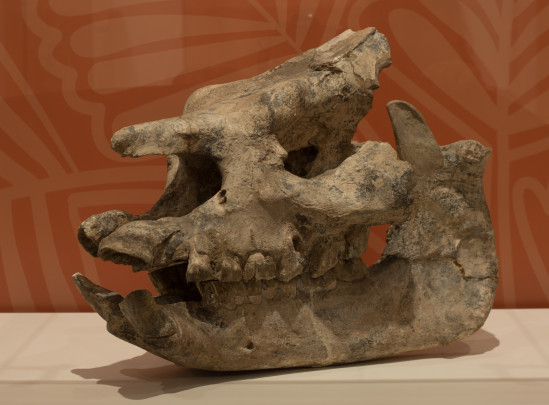 Cráneo de rinoceronte