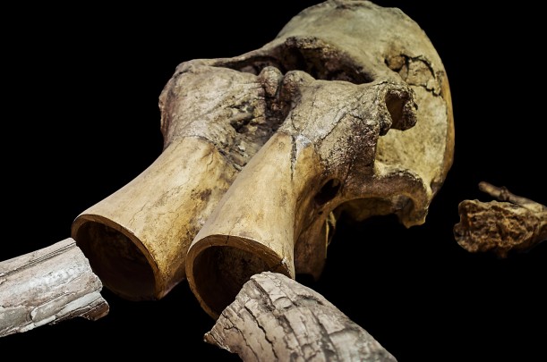 Cráneo de mamut
