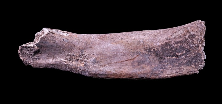 Resto fósil (Bisonte antiguo, Bison antiquus)