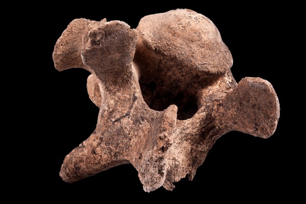 Vértebra de bisonte (Bisonte antiguo, Bison antiquus)