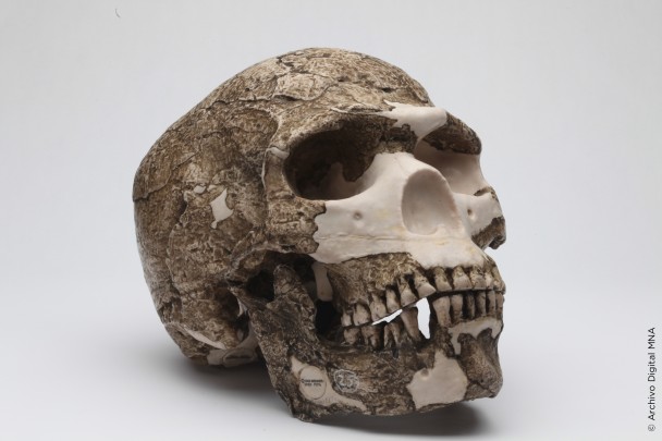 Cráneo Neandertal Skhul 5, Monte Carmelo, Israel (Reproducción)