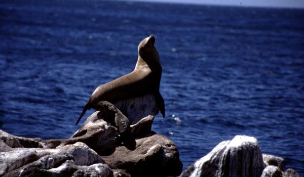 Islas y Áreas protegidas del Golfo de California
