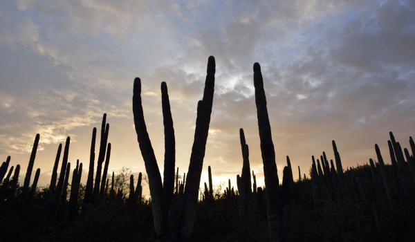 Valle de Tehuacán-Cuicatlán - Hábitat originario de Mesoamérica (5353)