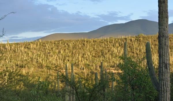 Valle de Tehuacán-Cuicatlán: hábitat originario de Mesoamérica