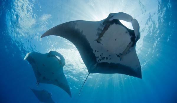 Archipiélago de Revillagigedo