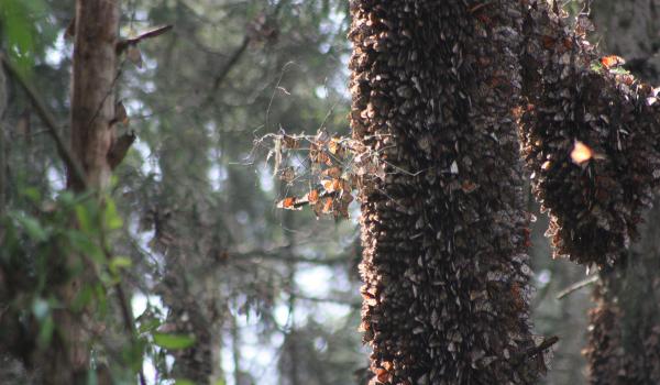 Reserva de la biósfera de la Mariposa Monarca
