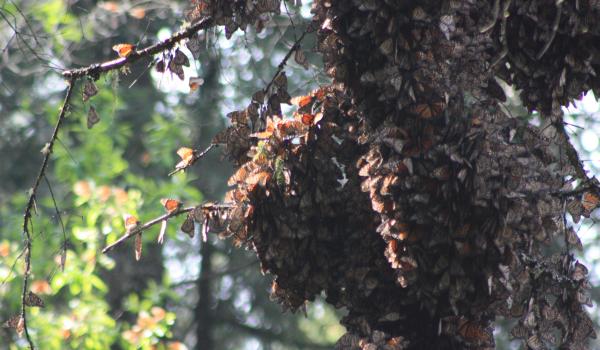Reserva de la biósfera de la Mariposa Monarca