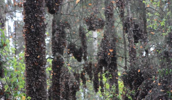 Reserva de la biósfera de la Mariposa Monarca
