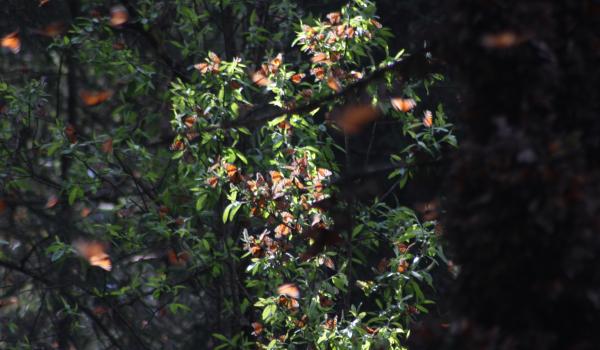 Reserva de la biósfera de la Mariposa Monarca