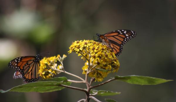 Reserva de la biósfera de la Mariposa Monarca