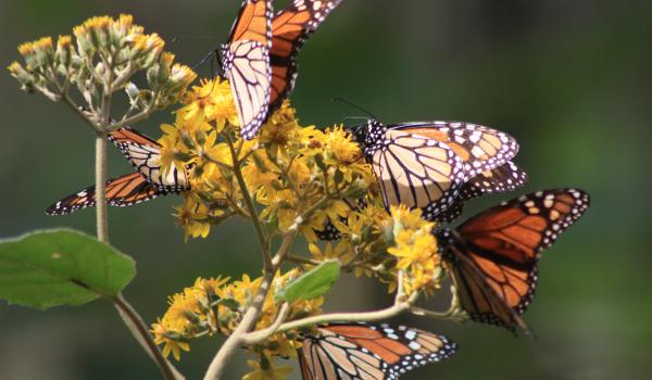 Reserva de biósfera de la Mariposa Monarca