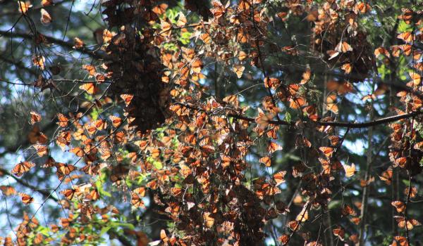 Reserva de la biósfera de la Mariposa Monarca