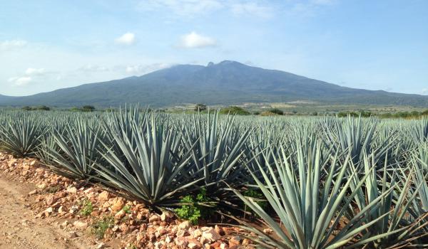 Paisaje agavero y las antiguas instalaciones industriales de Tequila