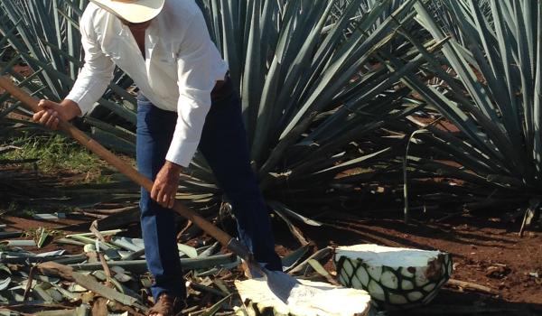 Paisaje agavero y las antiguas instalaciones industriales de Tequila
