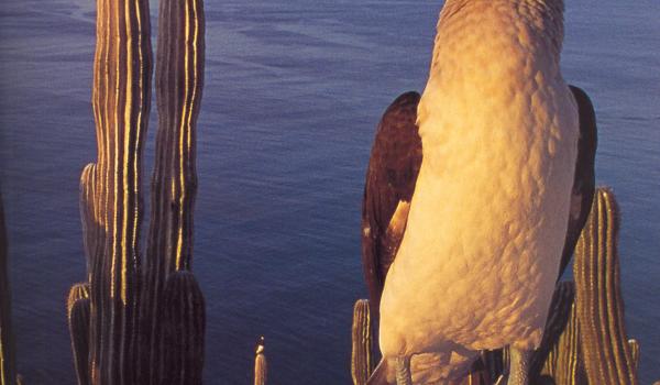 Islas y Áreas protegidas del Golfo de California