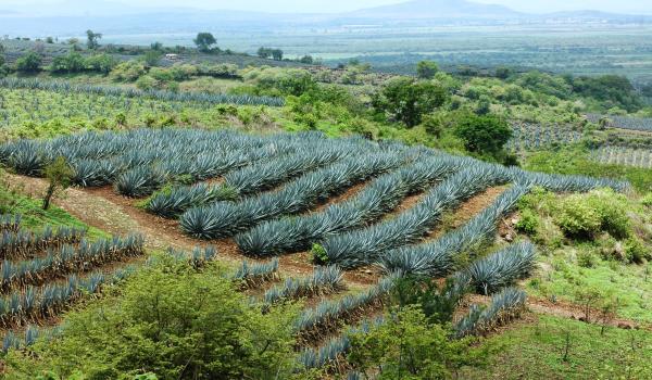 Paisaje agavero y las antiguas instalaciones industriales de Tequila