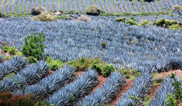 Paisaje agavero y las antiguas instalaciones industriales de Tequila