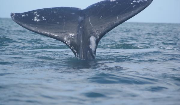 Santuario de ballenas de El Vizcaíno