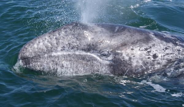 Santuario de ballenas de El Vizcaíno