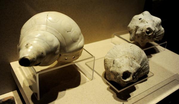 Paleontología en Tlaxcala