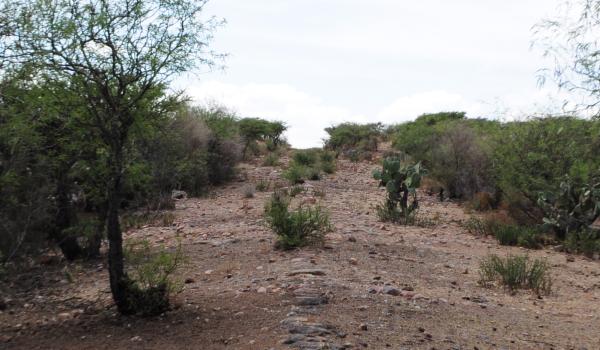 Tramo del Camino Real entre Ojocaliente y Zacatecas