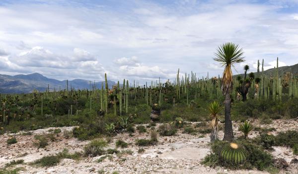 Valle de Tehuacán-Cuicatlán: hábitat originario de Mesoamérica