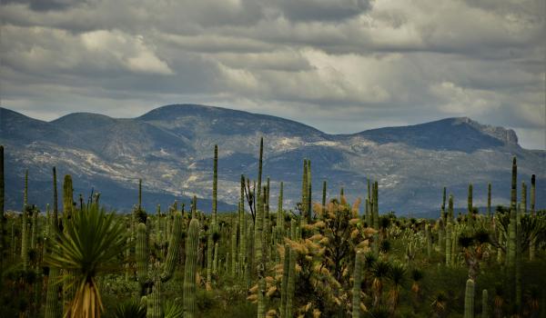 Valle de Tehuacán-Cuicatlán: hábitat originario de Mesoamérica