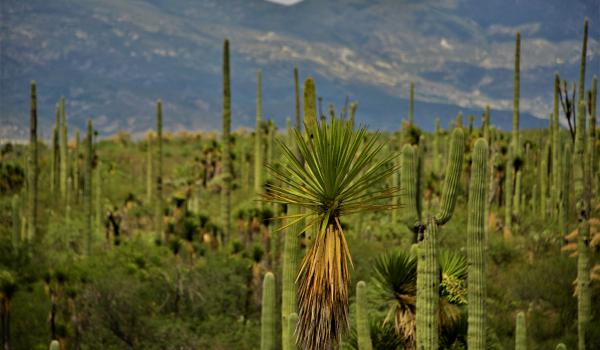 Valle de Tehuacán-Cuicatlán: hábitat originario de Mesoamérica