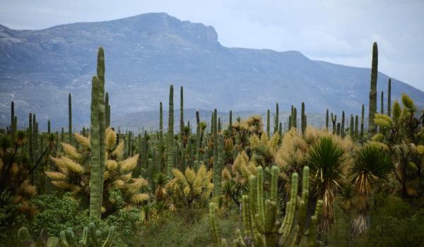Valle de Tehuacán-Cuicatlán: hábitat originario de Mesoamérica