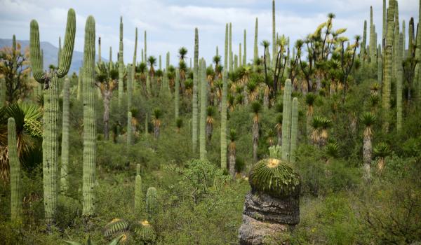 Valle de Tehuacán-Cuicatlán: hábitat originario de Mesoamérica