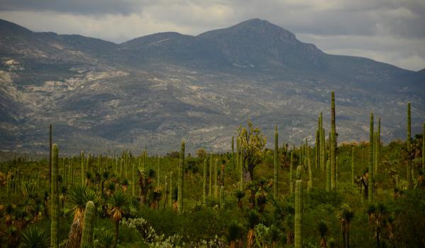 Valle de Tehuacán-Cuicatlán: hábitat originario de Mesoamérica