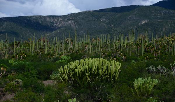 Valle de Tehuacán-Cuicatlán: hábitat originario de Mesoamérica