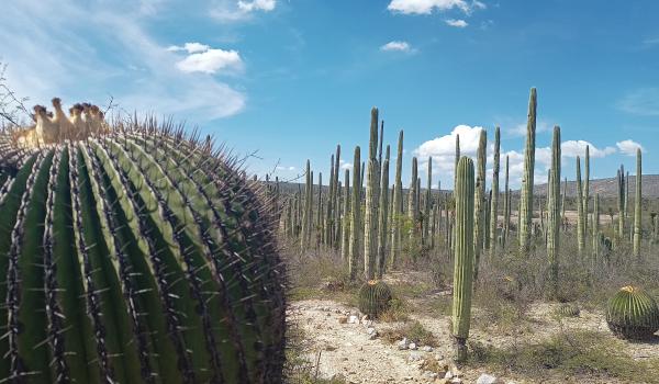 Valle de Tehuacán-Cuicatlán: hábitat originario de Mesoamérica