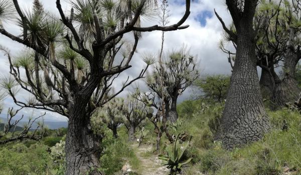 Valle de Tehuacán-Cuicatlán: hábitat originario de Mesoamérica
