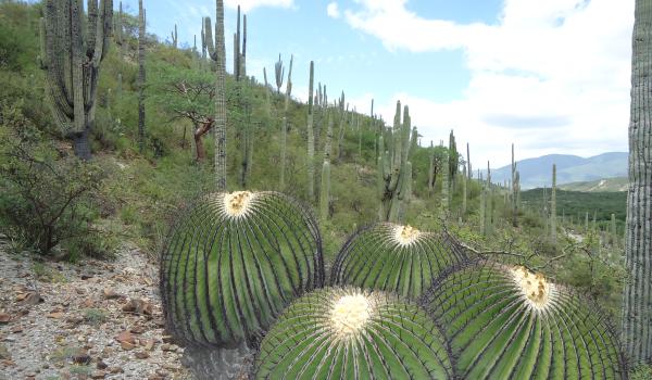 Valle de Tehuacán-Cuicatlán: hábitat originario de Mesoamérica