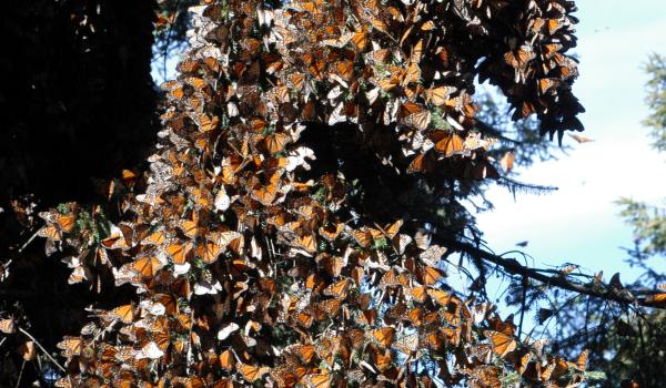 Reserva de biósfera de la Mariposa Monarca