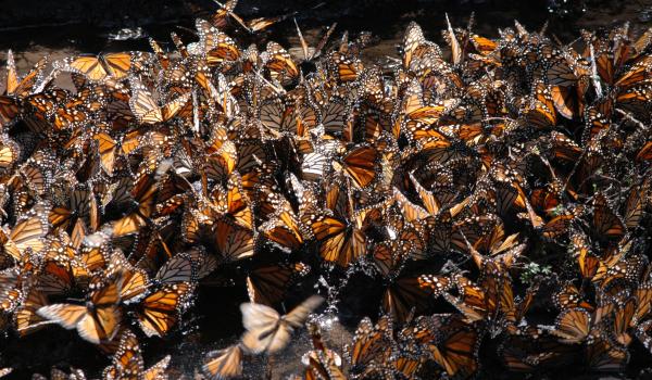 Reserva de biósfera de la Mariposa Monarca