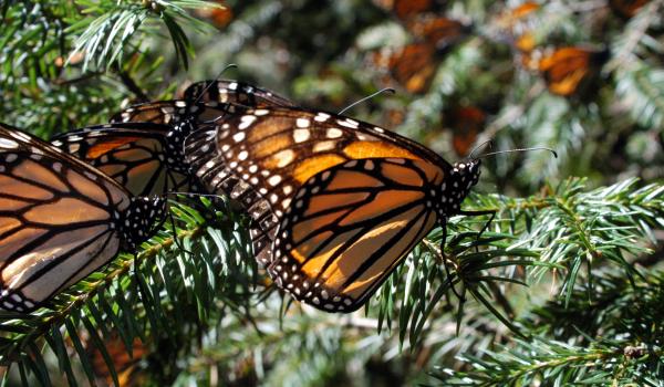 Reserva de biósfera de la Mariposa Monarca